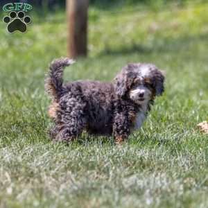 Clementine, Mini Bernedoodle Puppy